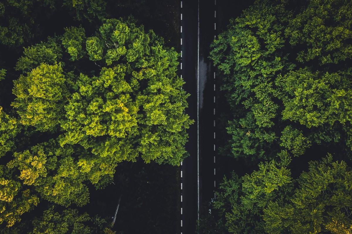 A road running through a forest